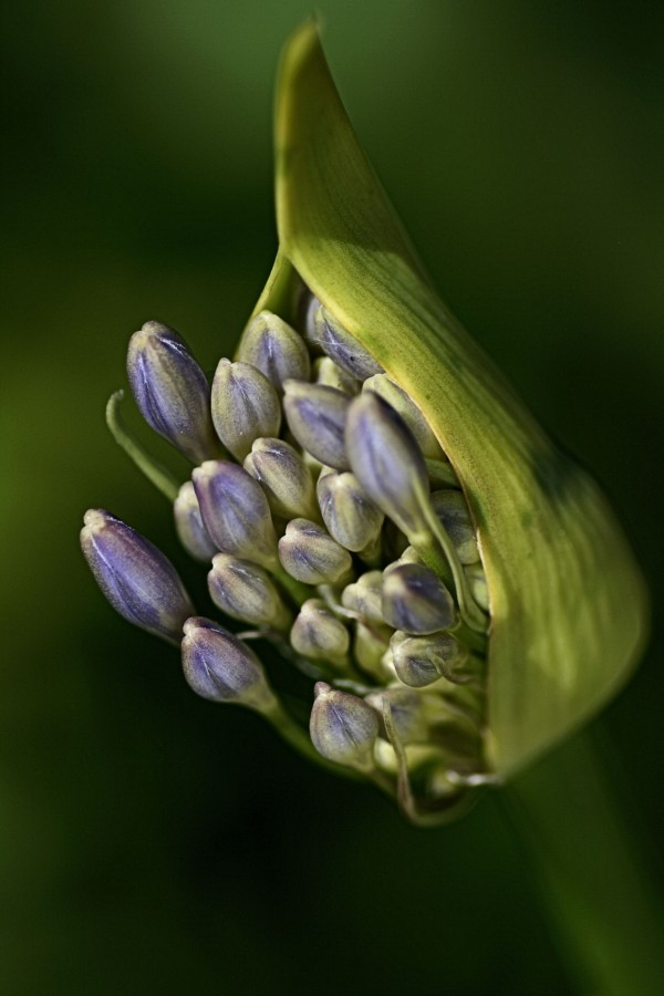 Agapanthus Starting Life by Joy Watson